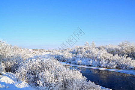 沿海河上的雪树地形叶子旅行土地桤木天空乡村森林旅游衬套图片