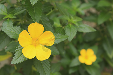 黄花植物叶子黄色绿色花头环境保护花瓣图片