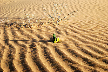 沙漠中的春天季节环境气候孤独沙丘生活绿色荒野生存叶子图片
