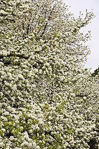 梨花白色植物群枝条图片