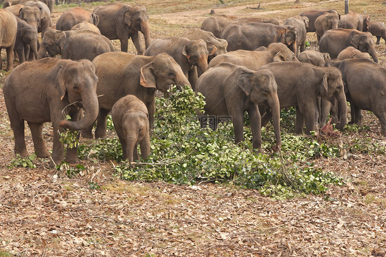 亚洲大象孤儿院哺乳动物游客团体动物吸引力荒野图片