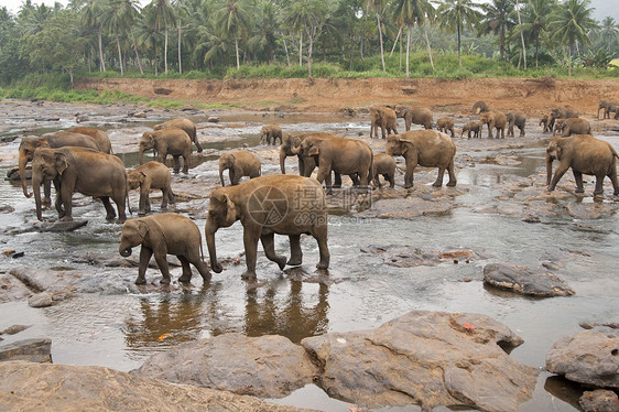 大象河大屋游客动物孤儿院哺乳动物团体吸引力荒野图片