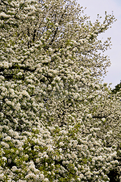 梨花枝条白色植物群图片