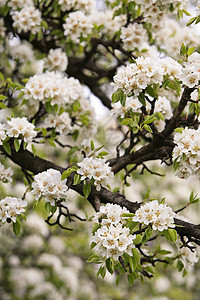 梨花植物群白色枝条图片