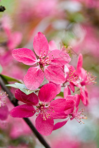 苹果花枝条粉色植物群图片