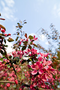 苹果花植物群粉色枝条图片