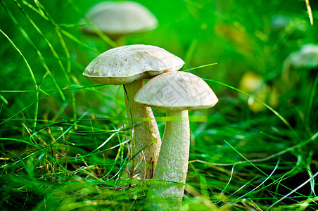 森林中的蘑菇突袭食物宏观生态白色生长雨后春笋绿色森林图片