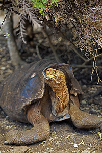 加拉帕戈斯乌龟野生动物爬虫动物植物恐龙食物灭绝脖子公园动物群图片
