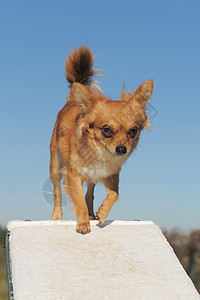 敏捷的吉娃娃伴侣运动白色活动竞赛动物宠物犬类闲暇棕色图片