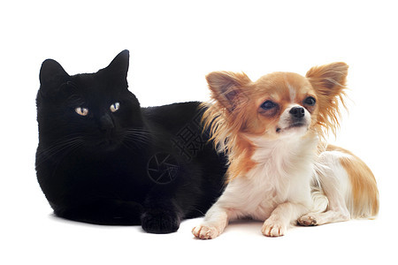 吉娃娃和猫白色工作室宠物朋友们友谊动物伴侣棕色黑色犬类图片