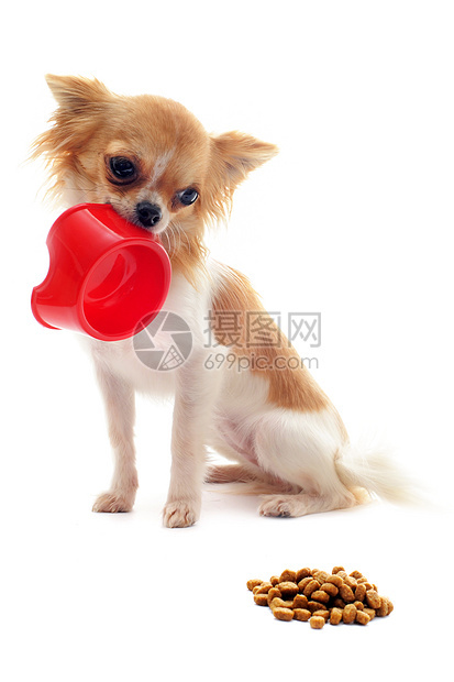 小狗吉娃娃和食物碗工作室动物棕色白色宠物伴侣食品犬类狗粮图片