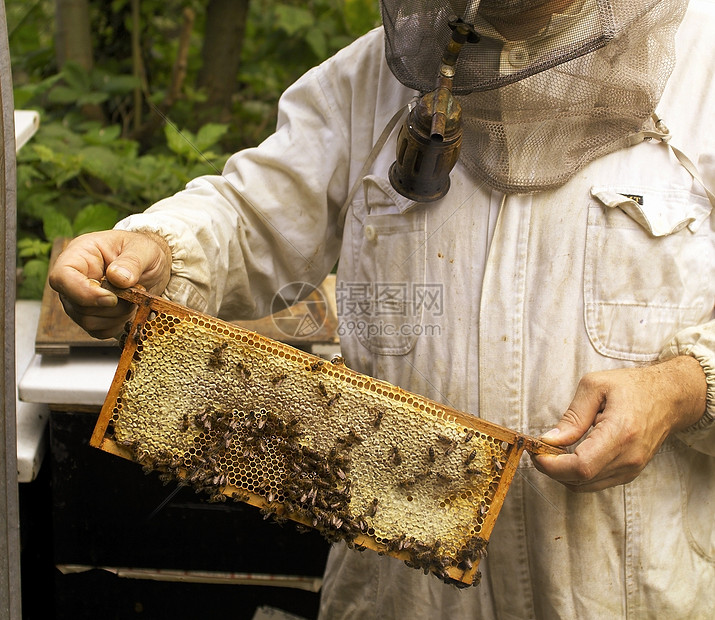 有蜂窝的养蜂人图片