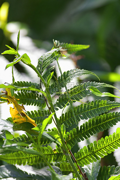 拐杖漏洞竹节虫生物动物学荒野热带鬼虫昆虫生物学绿色图片