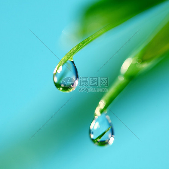 大水滴叶子气候阳光植物背景树叶宏观环境草本植物雨滴图片