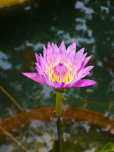 莲花冥想精神瑜伽百合植物群异国植物叶子宗教佛教徒图片