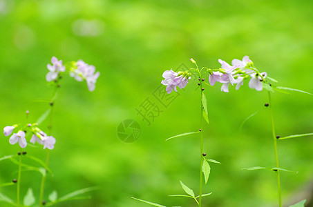 春花花园蓝色植物群森林毛茛植物公园宏观花瓣阴影图片