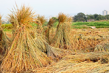 收获大米场地土地粮食种子谷物摄影机械植物天空稻草图片