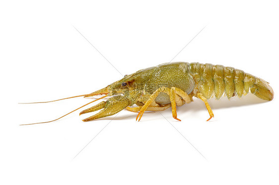 龙虾小龙虾白色海鲜螃蟹午餐红色美食食物图片