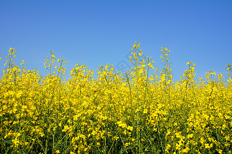 Canola 字段黄色坚果植物油菜花说唱农作物凝胶油菜背景图片