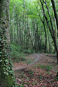 森林中的足道通路小路途径木材树叶树干起源雨林树木草丛图片