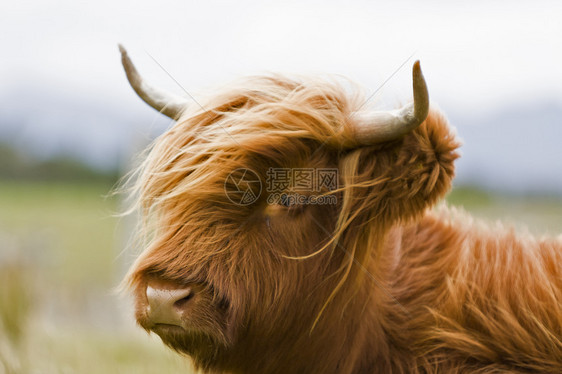 青青棕高地牛农场农业风光奶牛天空农村动物头发畜牧业棕色图片