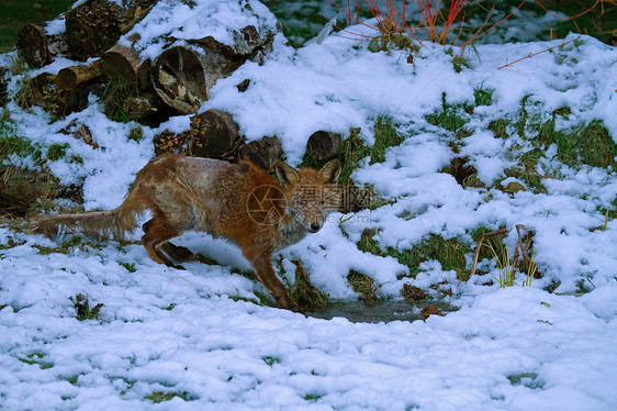 下雪时的曼吉狐狸图片