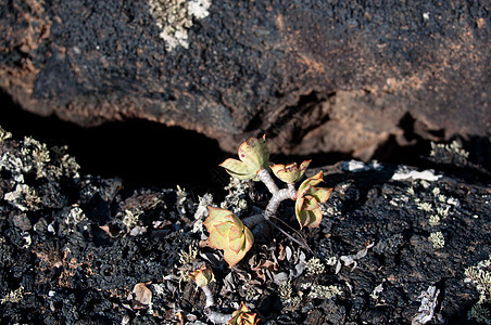 Lanzarote土壤和植物图片