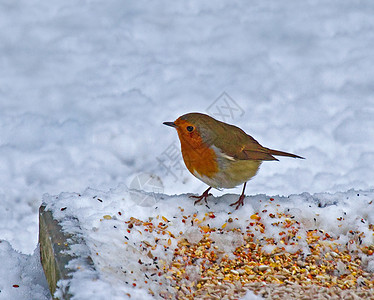 Robin在雪中的地面支食器上图片