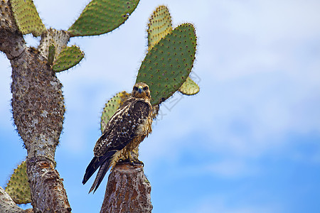 加拉帕戈斯 圣菲山上的鹰天空分支机构鵟鲵羽毛荒野野生动物翅膀图片