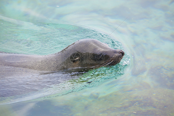 海狮游泳图片