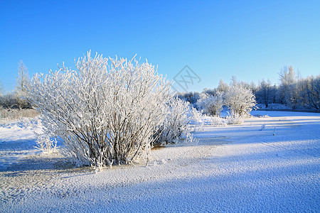 沿海河上的雪树假期脉冲地平线痕迹橡木雪堆石头天空街道田园图片