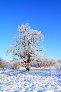 冬季野外雪橡树图片