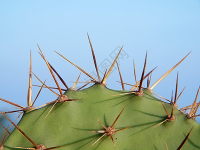 Opuntia 仙人掌生长多刺绿色荆棘胭脂红植物叶子脊柱天空图片