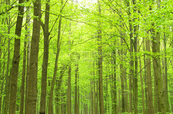 森林荒野环境叶子晴天公园阳光美丽木头太阳射线图片