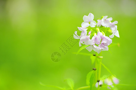 花朵毛茛宏观植物蓝色植物群阴影森林花园公园花瓣图片