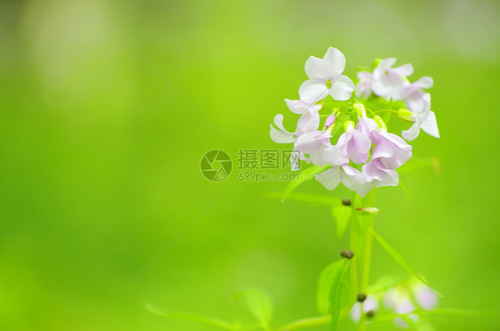 花朵毛茛宏观植物蓝色植物群阴影森林花园公园花瓣图片