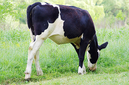 奶牛田园稻草绿色土地哺乳动物白色黑色奶制品蓝色草地图片