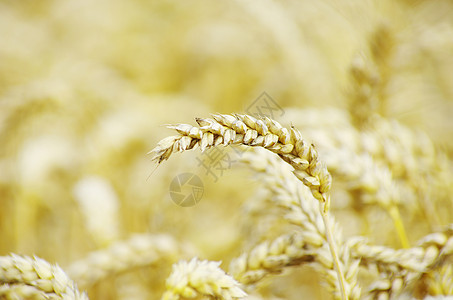 小麦玉米面包麦田生产收获种子面粉食物谷物收成图片