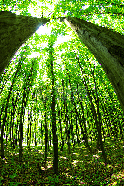 森林荒野射线公园季节叶子美丽木头风景分支机构植物图片