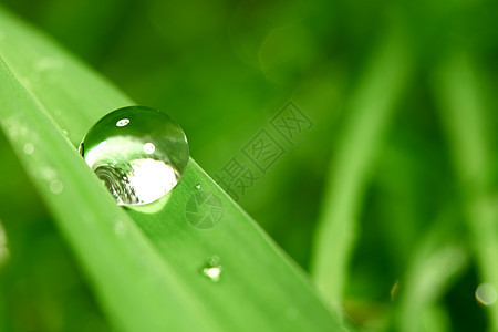 大水滴液体树叶反射背景叶子花园草地环境气候宏观图片