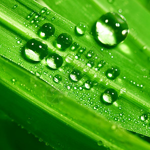 大水滴刀刃阳光反射气候宏观草本植物花园液体生长树叶图片