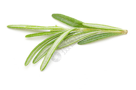 迷宫绿色叶子白色香料草药烹饪芳香迷迭香草本植物图片