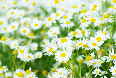 氨基烷草地场地园艺花瓣白色乡村甘菊花朵场景家庭图片