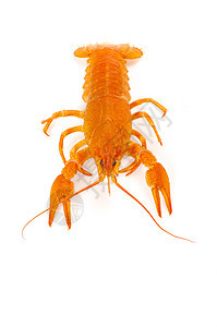 龙虾午餐红色小吃眼睛美食天线食物白色贝类海鲜图片