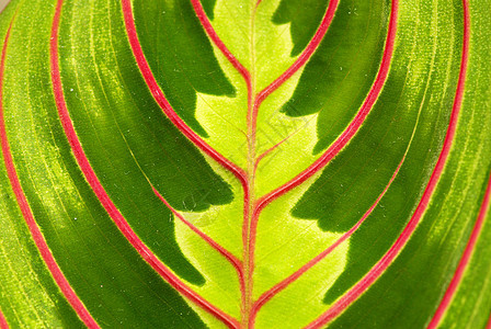树叶背景绿色叶子环境植物植物群生长脉络生活宏观线条图片