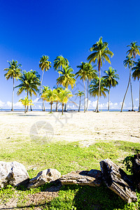 特立尼达马拉卡斯湾旅行海湾热带孤独海滩植被世界位置树木植物学图片