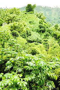 格林纳达内陆 加勒比植物学世界植被森林绿色植物群风景植物外观位置图片