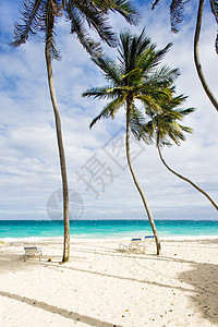 底湾 巴巴多斯 加勒比海树木底湾假期位置沙滩旅行热带世界海湾植被图片