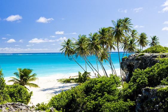 底湾 巴巴多斯 加勒比海底湾海滩位置假期热带植被植物学海湾树木世界图片