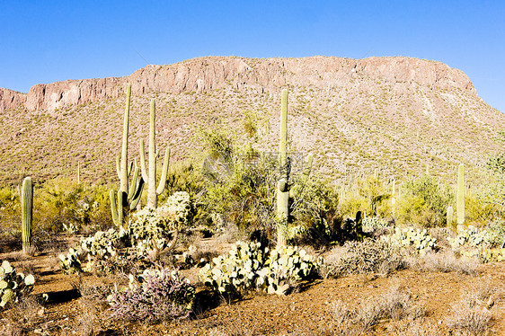 美国亚利桑那州萨瓜罗国家公园沙漠植物学外观植物肉质世界植物群旅行风景位置图片